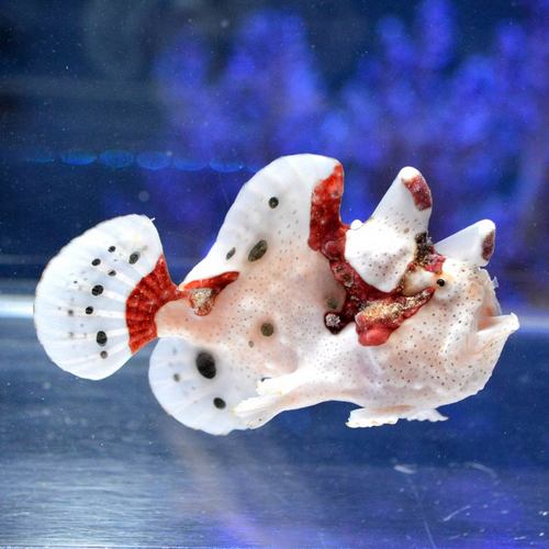 クマドリカエルアンコウ