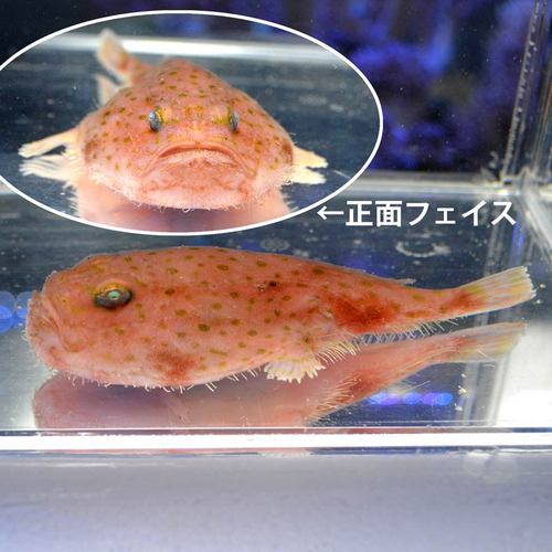 ミドリフサアンコウ